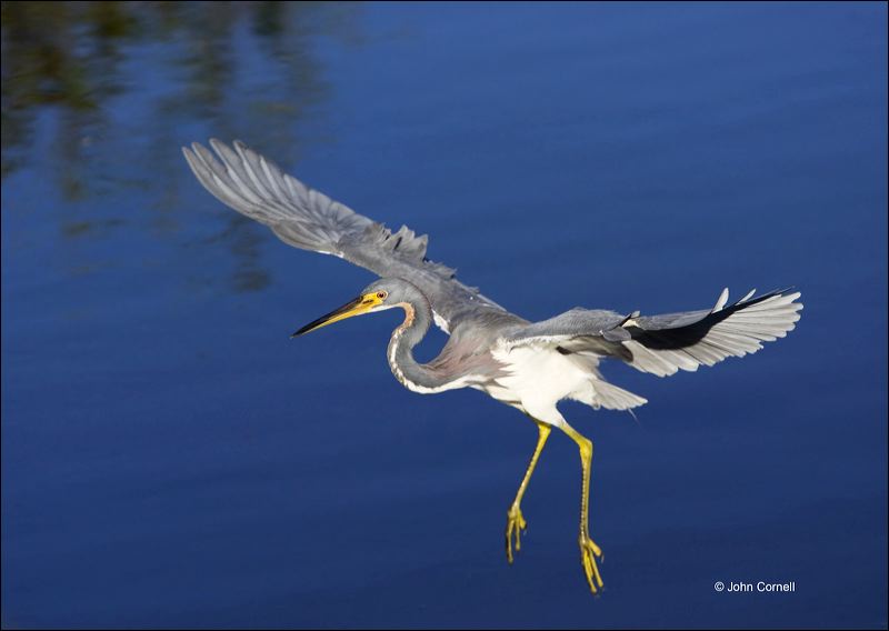 Florida;Southeast USA;Tricolored Heron;Egretta tricolor;flying bird;one animal;close-up;color image;nobody;photography;day;outdoors. Wildlife;birds;animals in the wild;flight;Heron;Flight;Foraging